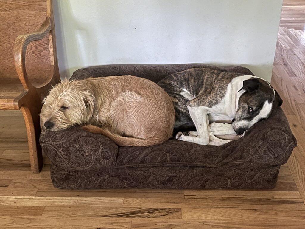 They don’t always share a bed, but they are happy to do so when the couches are full of humans.