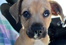 A runny nose is one of the symptoms of canine influenza.