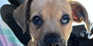 A runny nose is one of the symptoms of canine influenza.