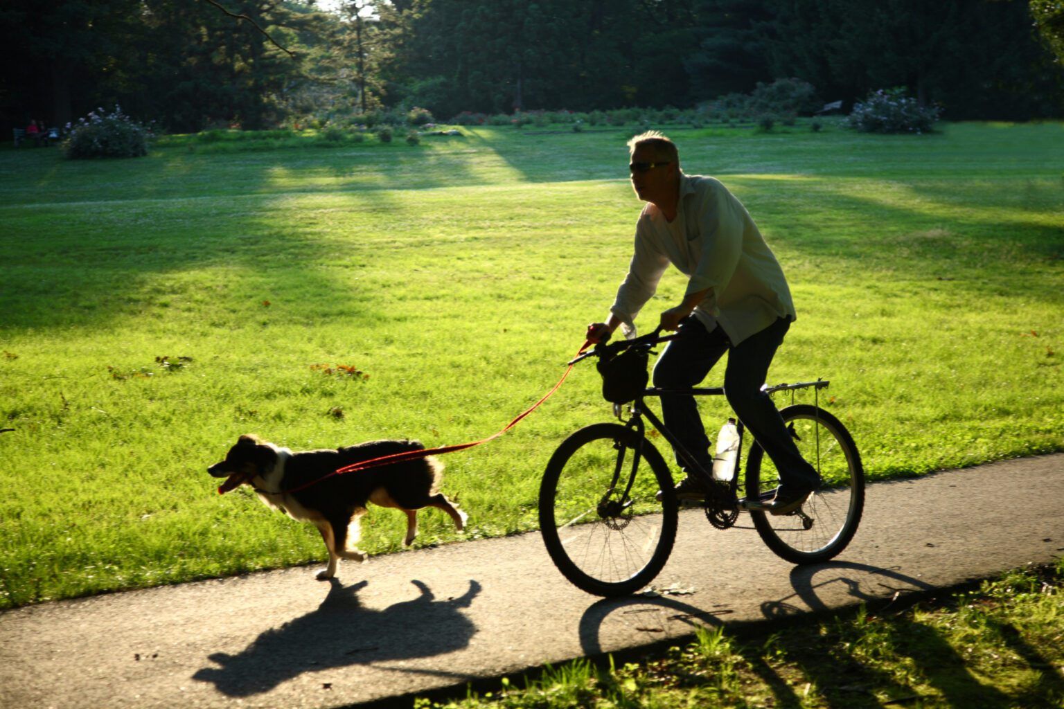 Riding a Bike With Your Dog? - Whole Dog Journal