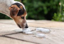 Smooth Jack Russell Terrier 11 years old.