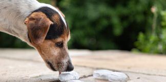 Smooth Jack Russell Terrier 11 years old.