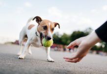 Tiny Dog (Jack Russel) Wants To Play With Ball