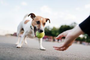 Tiny Dog (Jack Russel) Wants To Play With Ball