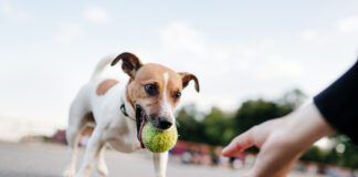 Tiny Dog (Jack Russel) Wants To Play With Ball