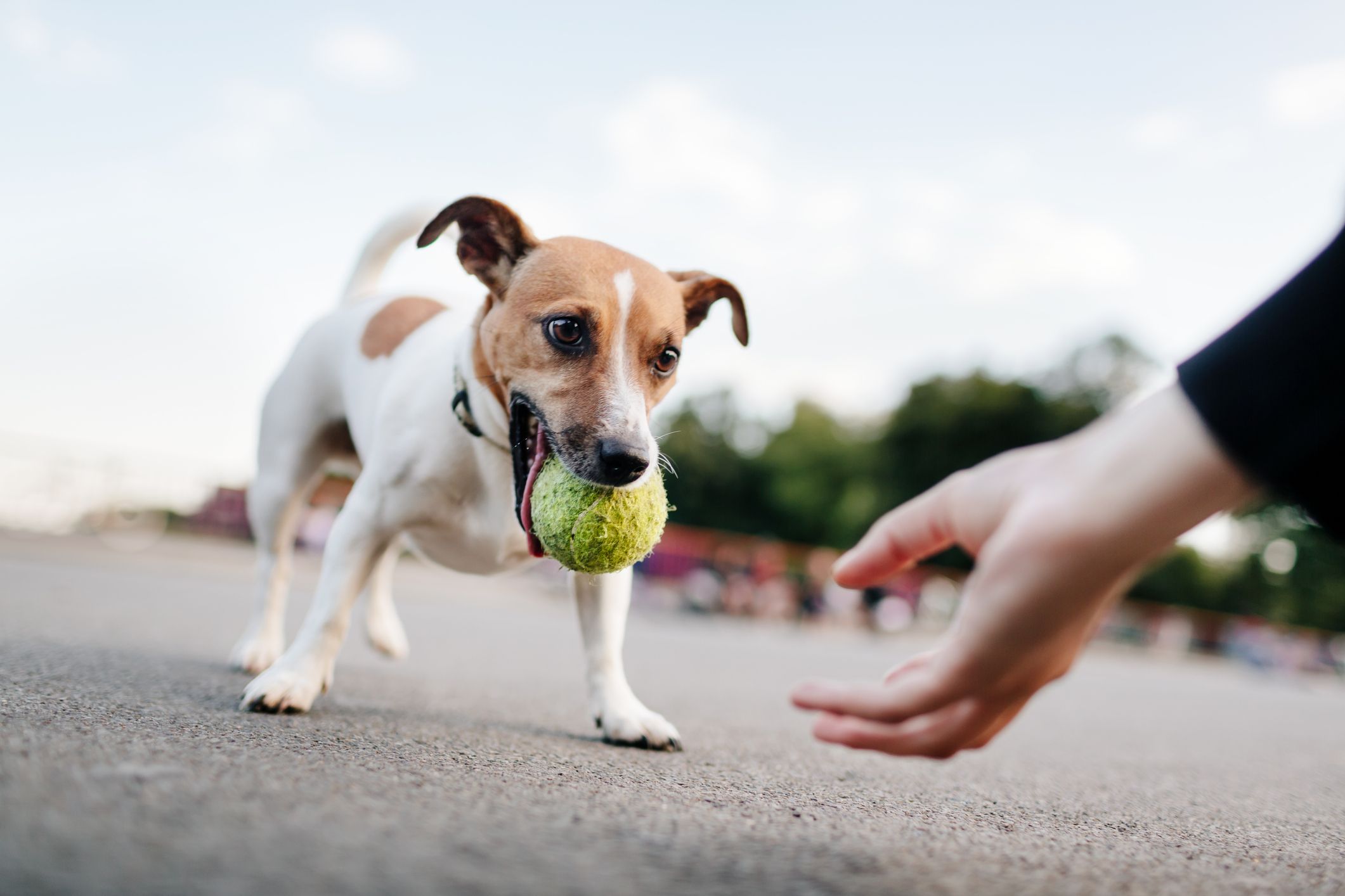 How to play fetch safely