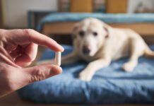 Man giving medicine to his old dog