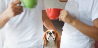 Cute couple with cups of coffee in the morning and dog breed Cavalier King Charles Spaniel at home, Dog looks at owners, cozy home morning with pet. Lifestyle in a real interior.