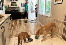 A dog gate can keep your dogs confined without the need for a crate or a kennel.