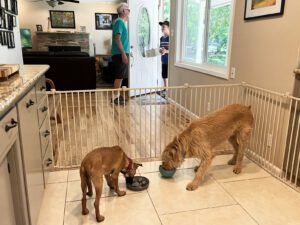 A dog gate can keep your dogs confined without the need for a crate or a kennel.