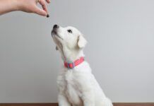 Great Pyrenees dog puppy begging for treat