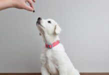 All About Elevated Dog Bowls - Whole Dog Journal