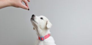 Great Pyrenees dog puppy begging for treat