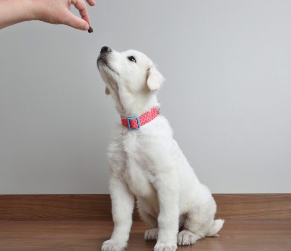 Best Training Treats for Puppies Whole Dog Journal