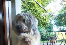 Bergamasco sheepdog knocking at window