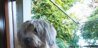 Bergamasco sheepdog knocking at window