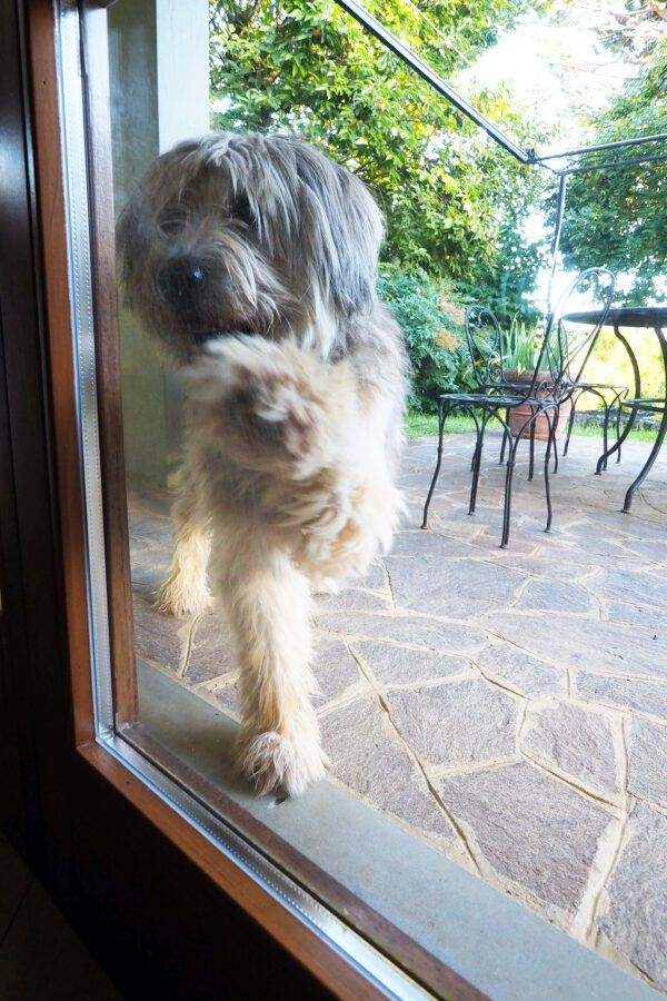 How to Stop Your Dog from Scratching Door Whole Dog Journal