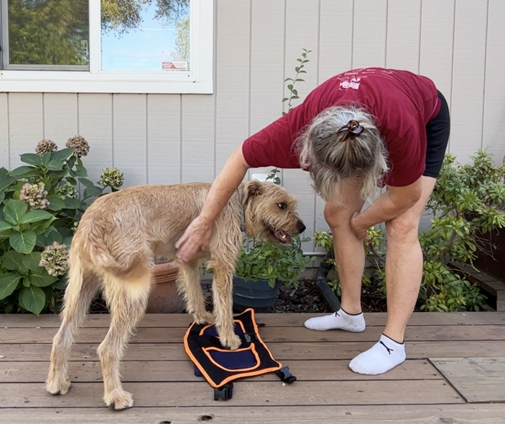 Whole dog journal harness discount