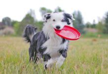 Border collie dog running with red frisbee
