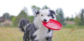 Border collie dog running with red frisbee