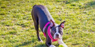 Boston Terrier puppy wearing a pink harness in a playful bow, like a down dog yoga pose, with a ball at her front paws.