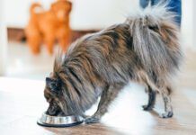Cute Pomeranian dog eating dog food from a bowl at home