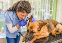 Veterinarian examining dog's ear at vet's office.