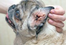 Senior pug with a sore ear. Ear mites, allergic otitis media, dirty auricle