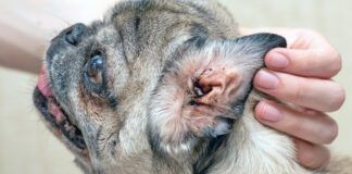 Senior pug with a sore ear. Ear mites, allergic otitis media, dirty auricle