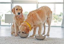 Golden retriever eating from another dog's bowl
