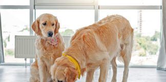 Golden retriever eating from another dog's bowl