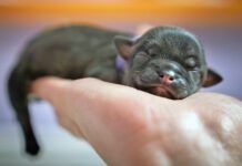 Newborn puppy