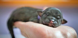 Newborn puppy