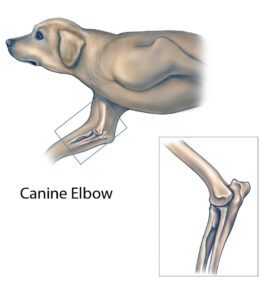 Elbow