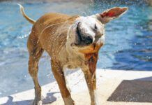 Water in in your dogs ears? No sweat it can be removed easily.