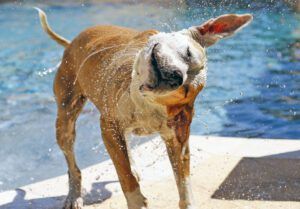 Water in in your dogs ears? No sweat it can be removed easily.