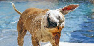 Water in in your dogs ears? No sweat it can be removed easily.