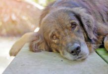 lovely lonely dog waiting for its ower