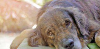 lovely lonely dog waiting for its ower