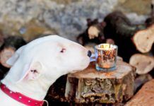 bull terrier sniffs Christmas candle