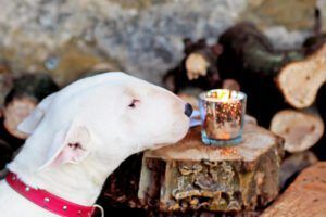 bull terrier sniffs Christmas candle