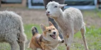 Dogs with short legs can suffer from a range of back issues and other health problems.