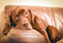 Brown labrador retriever lying on couch