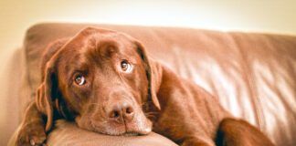 Brown labrador retriever lying on couch
