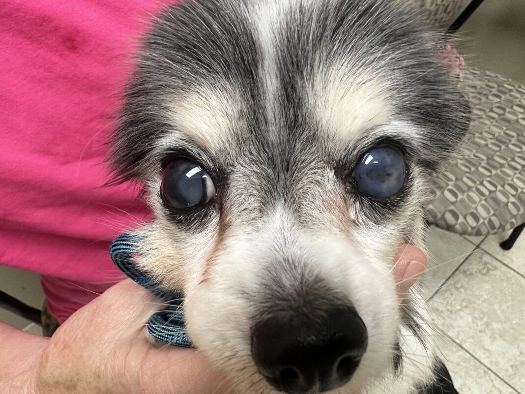 Cataracts in Dogs Whole Dog Journal