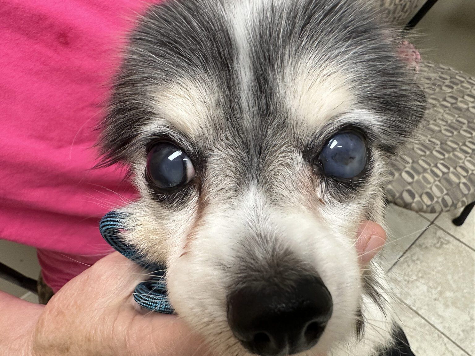 Cataracts in Dogs Whole Dog Journal