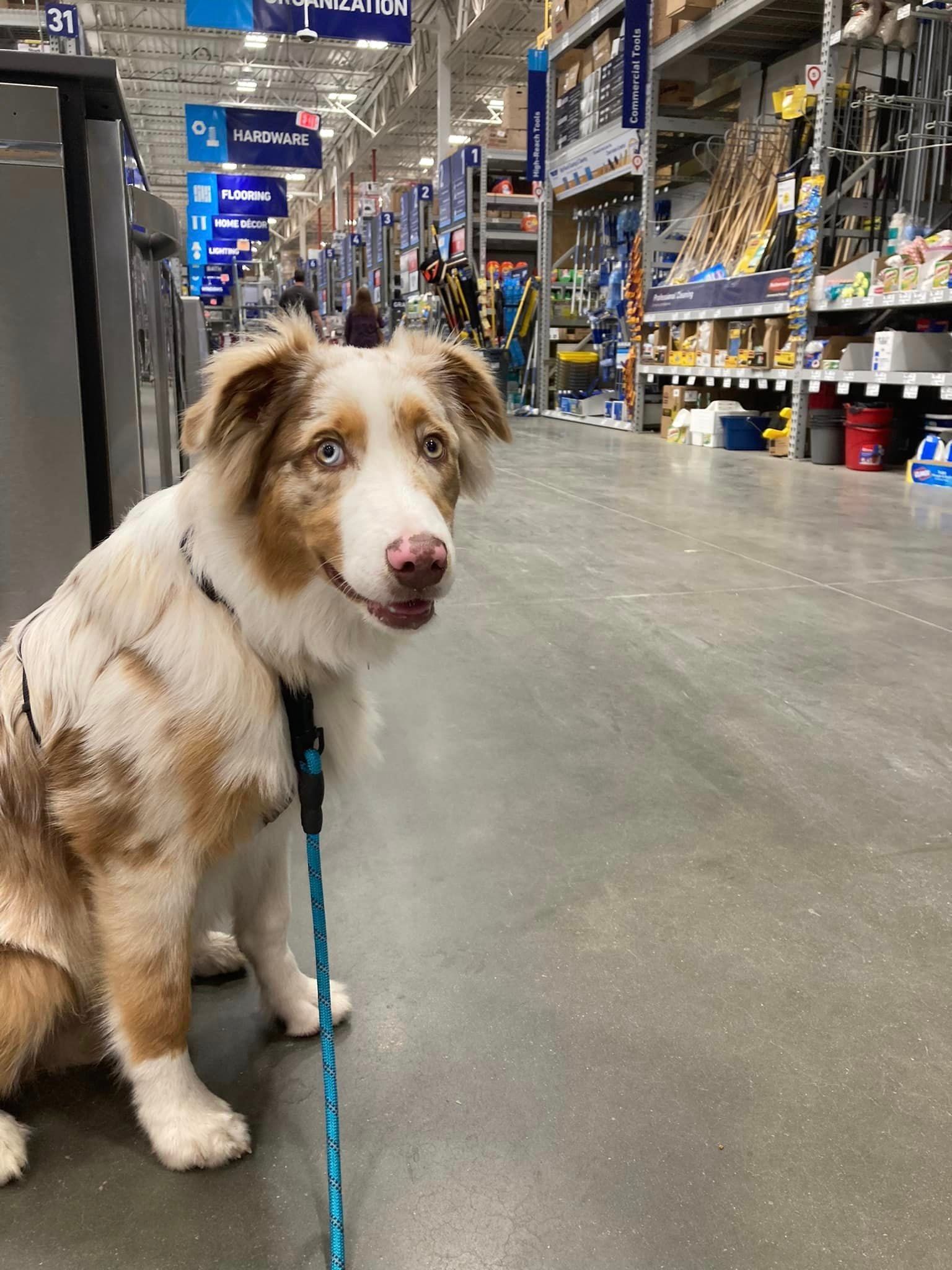 Dogs in retail clearance stores