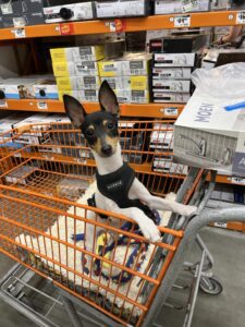A young dog sits in a shopping cart on top of a thick, plush pad in a Home Depot store.