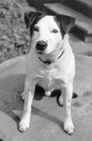 Chase was an absolutely adorable, whip-smart, and deeply troubled dog when I met him. Fortunately, he found a home with a couple who had the time and money to invest in a good trainer and a great veterinarian, who prescribed the behavior-modifying medication that helped Chase become a happy and much-loved dog. Photo by Nancy Kerns