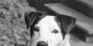 Chase was an absolutely adorable, whip-smart, and deeply troubled dog when I met him. Fortunately, he found a home with a couple who had the time and money to invest in a good trainer and a great veterinarian, who prescribed the behavior-modifying medication that helped Chase become a happy and much-loved dog. Photo by Nancy Kerns